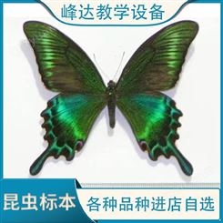 购买标本找峰达  蝴蝶标本  昆虫标本  教学昆虫标本  可以现场加工标本  需要联系冯经理