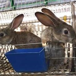 比利时兔价格 新手养殖比利时兔的注意事项 比利时兔种兔养殖 比利时兔子的价格 种兔