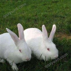 新西兰兔 新西兰兔种兔  新西兰种兔活体 直销 新西兰肉兔