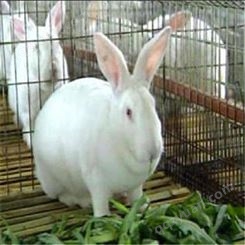 种兔养殖 新西兰兔子养殖场  肉兔新西兰 新西兰兔子基地 种兔