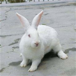 新西兰种兔价格 新西兰比利时兔养殖场新西兰兔 肉兔价格 比利时兔 新西兰兔
