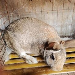 比利时兔 出售 比利时种兔 比利时肉兔活体 种兔