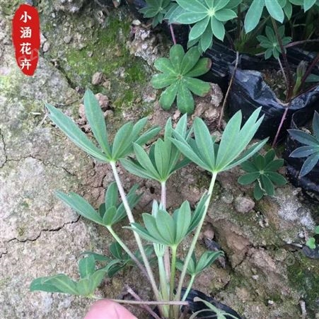 青州羽扇豆价格   基地直销羽扇豆   羽扇豆报价  小涵花卉