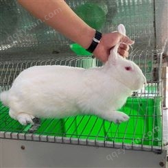 新西兰种兔 供应价格新西兰肉兔 新西兰种兔 易成活养殖兔子 新西兰种兔价格