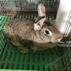 比利时肉兔养殖 比利时兔子活体 公兔比利时兔 散养比利时兔厂家供应 比利时兔价格