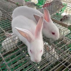 种兔 新西兰种兔价格 新西兰肉兔 肉兔价格 大型肉兔养殖场 新西兰种兔