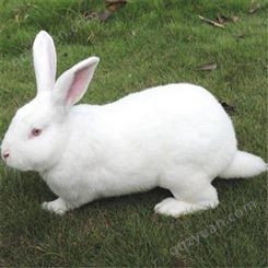 新西兰兔 新西兰种兔价格 新西兰肉兔 肉兔价格 大型肉兔养殖场 种兔养殖