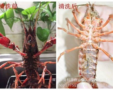厂家定制 小龙虾超声波清洗机 海鲜 螃蟹 田螺