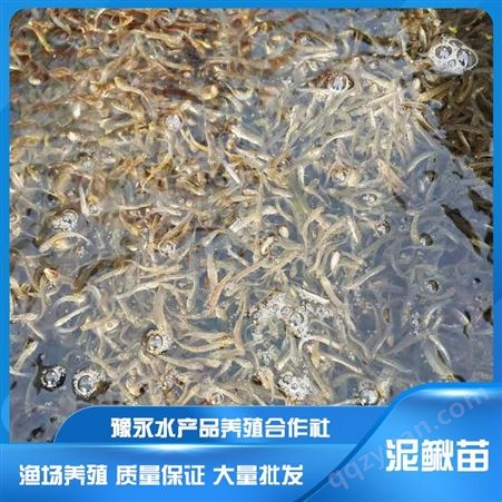 黄山泥鳅养殖 泥鳅苗养殖 豫永中国台湾泥鳅苗价格