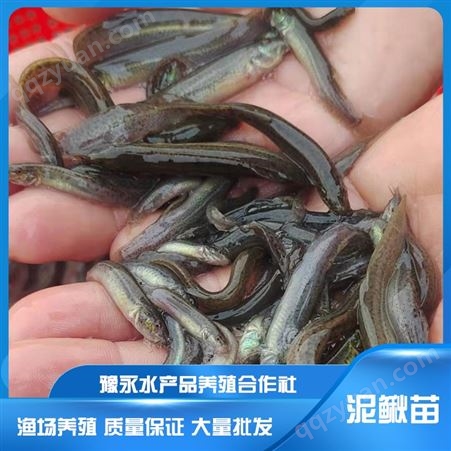山东求购中国台湾泥鳅苗 泥鳅养殖水产批发