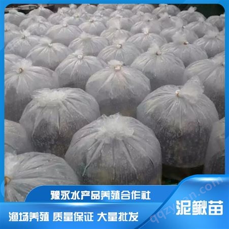 山东求购中国台湾泥鳅苗 泥鳅养殖水产批发