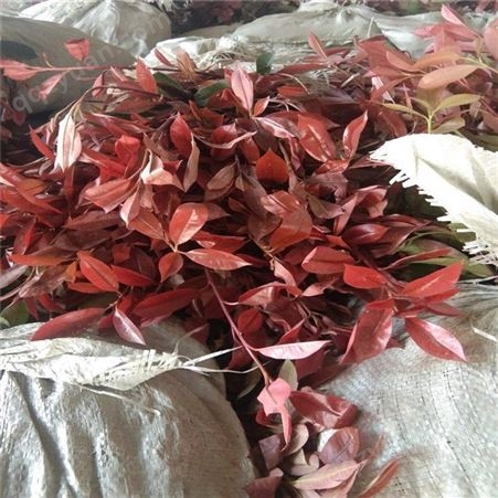 多种规格红叶石楠市场报价 1米红叶石楠-- 公鼎苗木