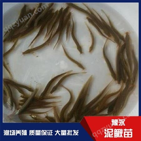河北中国台湾泥鳅鱼苗 泥鳅苗繁殖豫永水产品供应