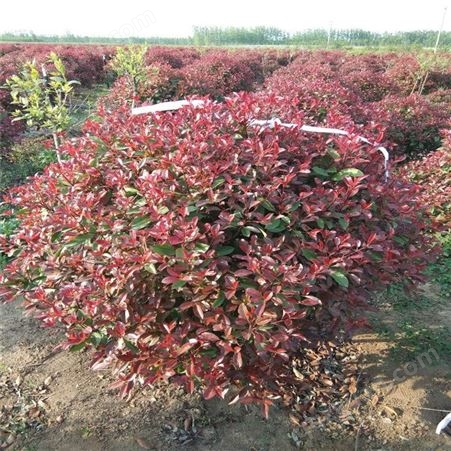 多种规格红叶石楠市场报价 1米红叶石楠-- 公鼎苗木