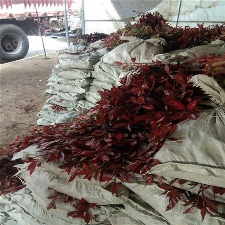 多种规格红叶石楠大量出售 公鼎苗木 90厘米红叶石楠