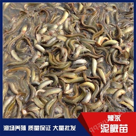 山西中国台湾泥鳅鱼苗 泥鳅苗繁育水产销售