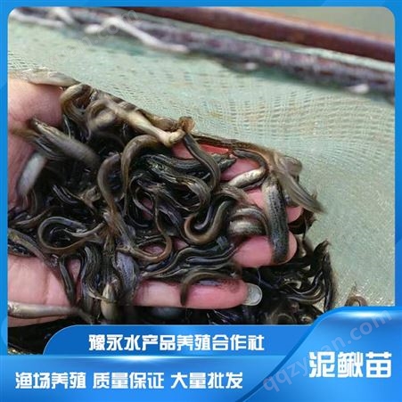 黄山泥鳅养殖 泥鳅苗养殖 豫永中国台湾泥鳅苗价格