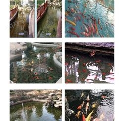大型水景鱼池水处理 杭州佳劲景观湖水处理设备直销