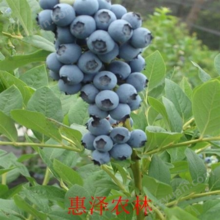 山东蓝莓种苗 蓝莓品种 蓝莓苗收购 惠泽农林