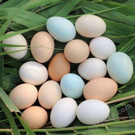 养殖基地散养绿壳土鸡蛋 口感清香 货源充足