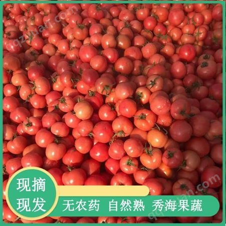 费县西红柿生产厂家 费县西红柿销售 大量批发 价格便宜