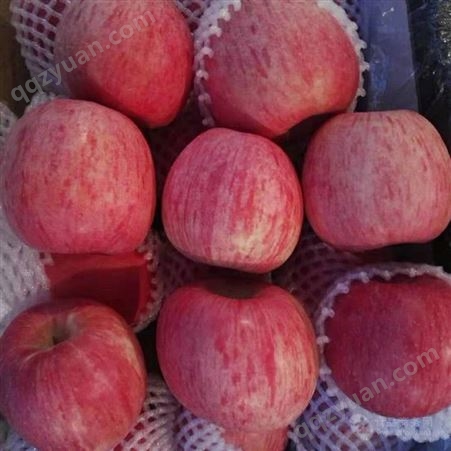 纸袋嘎啦苹果批发 早熟美八苹果产地 代收苹果 价格分析