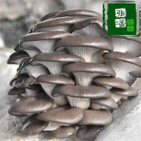 蘑菇种植菌包蘑菇菌棒基地直发黑平菇种植菌袋食用农产品