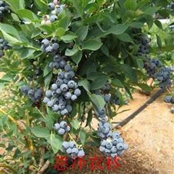 蓝莓苗的培育方法 盆栽蓝莓