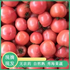 抗线虫品种抗褪绿山东西红柿 高产西红柿 番茄种子