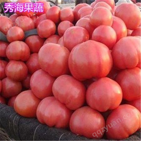 高产西红柿销售 秀海果蔬 高产西红柿种植 高产大棚西红柿