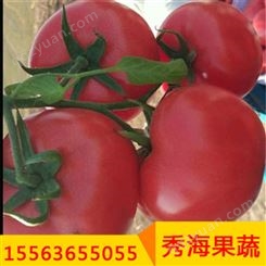 高产西红柿非转基因进口番茄 不催熟口感好汁多香甜 5斤包邮