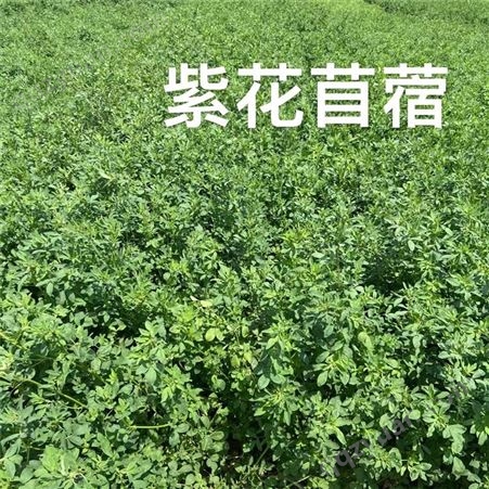 四川 草籽 批发现货牧草种子 紫花苜蓿种子 绿化种子批发