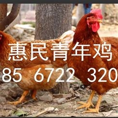 广西南宁 柳州 桂林 梧州青年鸡厂家 60天青年鸡养殖场家