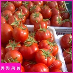 西红柿 秀海果蔬 保险箱速发 企业店铺 质量可靠