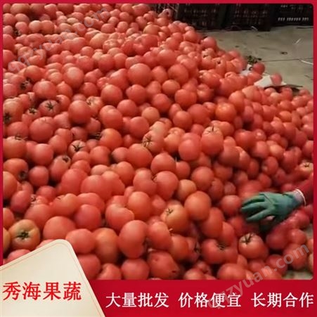 硬粉西红柿 不催熟 基地直销 新鲜发货