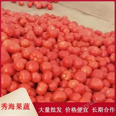 应季新鲜硬粉西红柿 自然成熟 沙瓤多汁 清晨采摘 当天发货