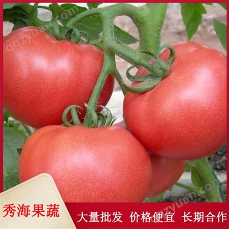 西红柿 当季自然熟 清新可口 时令可生吃水果