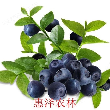 水果蓝莓 中国蓝莓产地 蓝莓栽培