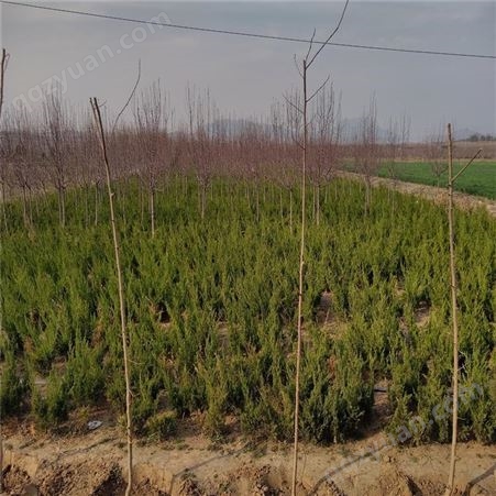 求购小龙柏来日照种植基地 龙柏规格全 常绿灌木现货供应