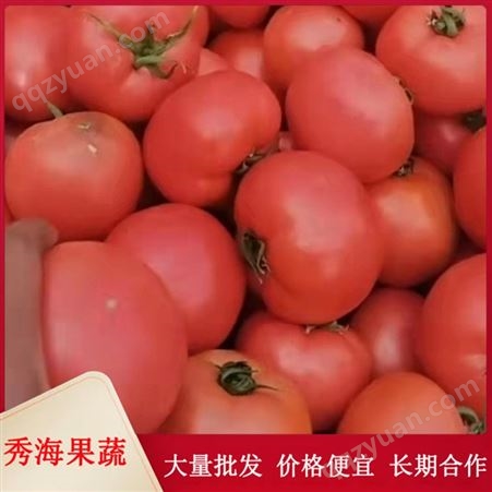 农家硬粉西红柿 人工采摘挑选 个大饱满 当天发货