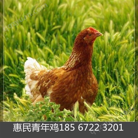 北京峪口青年鸡价格