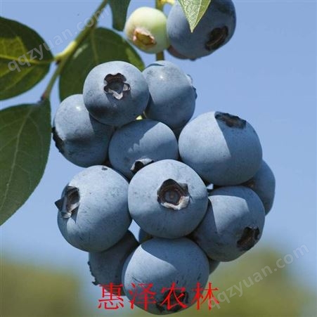 购买蓝莓种苗 蓝莓树苗价格 购买蓝莓树苗