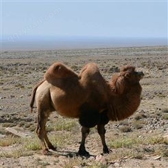 骆驼耐热吗  哪里卖骆驼  成年骆驼
