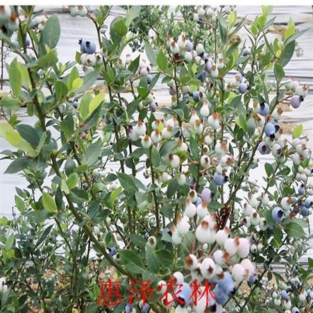 山东蓝莓种苗 蓝莓品种 蓝莓苗收购 惠泽农林