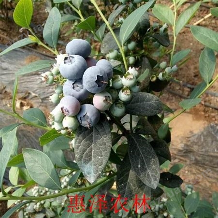 水果蓝莓 中国蓝莓产地 蓝莓栽培
