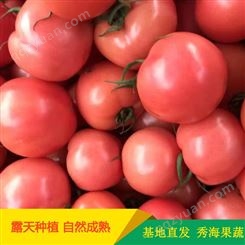 粉果西红柿种苗 秀海果蔬 山东西红柿种苗基地 供应发货
