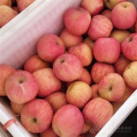 青岛苹果市场价格 苹果市场价格与期货价格