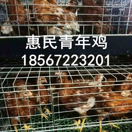 北京峪口青年鸡价格