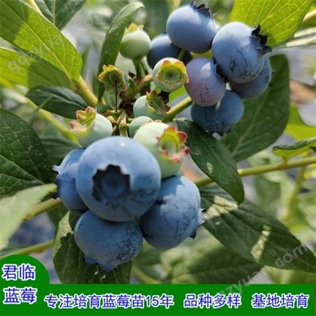 智利杜克蓝莓苗 蓝莓苗基地现选现挖 君临蓝莓苗