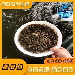 广西南宁市青秀黄骨鱼一斤2020